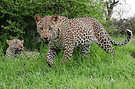 豹,母亲,一岁,幼兽,博茨瓦纳