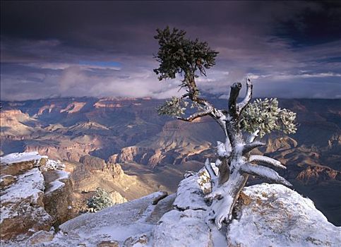 南缘,大峡谷,灰尘,雪,风景,大峡谷国家公园,亚利桑那