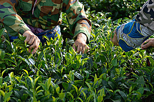 海南白沙绿茶采茶的茶农