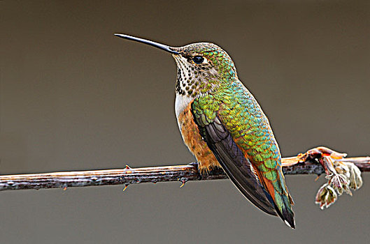 雌性,蜂鸟,棕煌蜂鸟,栖息,维多利亚,温哥华岛,不列颠哥伦比亚省,加拿大