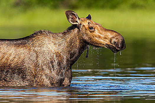雌性,驼鹿,进食,小,湖,冰川国家公园,蒙大拿,美国