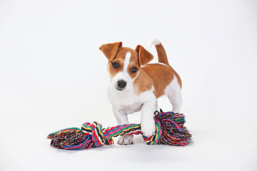 杰克罗素狗,小狗,9星期大,母狗,玩具,咀嚼,绳索,玩,拉拽,白色背景