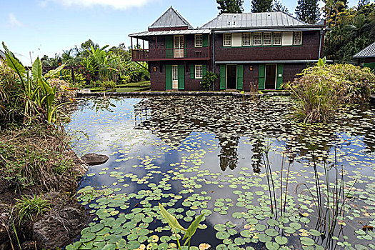 荷花,水塘,国家,植物园,团聚,法国,非洲