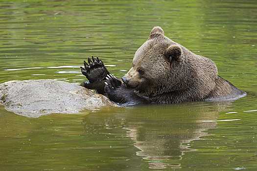 棕熊,水中,巴伐利亚森林国家公园,巴伐利亚,德国