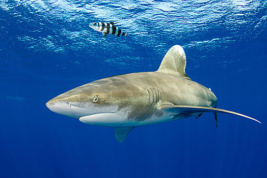 远洋白鰭鯊,长鳍真鲨,鱼,巴哈马浅滩,巴哈马,中美洲