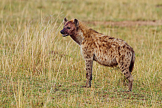 斑鬣狗,杀,马赛马拉,野生动植物保护区,肯尼亚