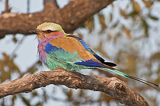 紫胸佛法僧鸟,紫胸佛法僧,国家公园,纳米比亚,非洲
