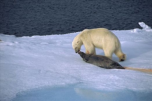 北极熊,拉拽,海豹,捕食,冰,斯匹次卑尔根岛,斯瓦尔巴特群岛,挪威