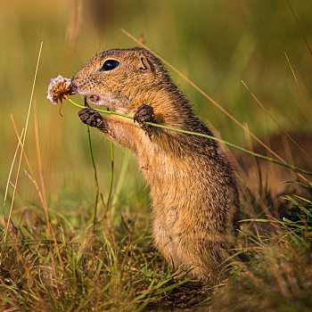 地松鼠,气味,花