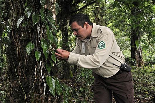 生态,警察,国家公园,自然保护区,尼加拉瓜,中美洲