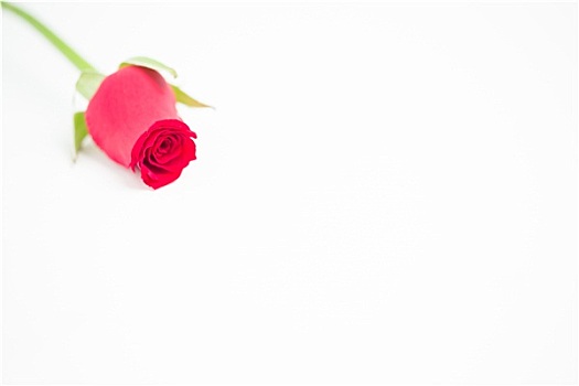 浪漫,粉红玫瑰
