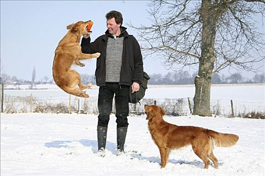 两个,金毛猎犬,母狗,玩雪,一个,男人
