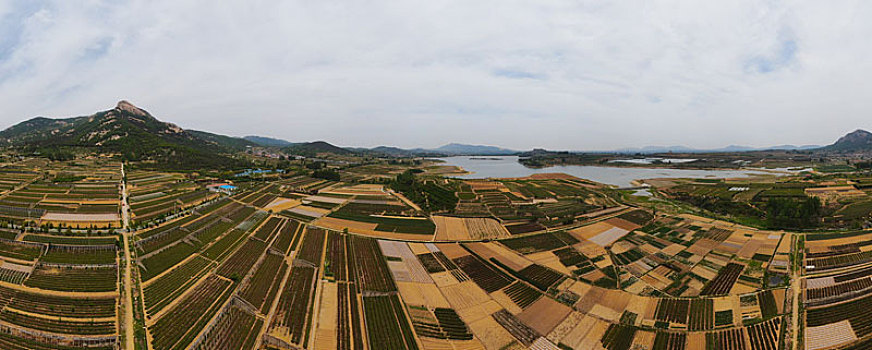 山东省日照市,万亩茶园染绿乡村大地,茶产业助农民致富