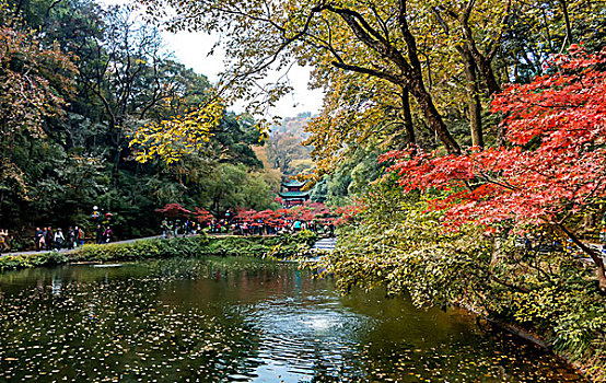 湖南长沙岳麓山爱晚亭秋色,冬景,红叶,黄叶,枫叶,银杏