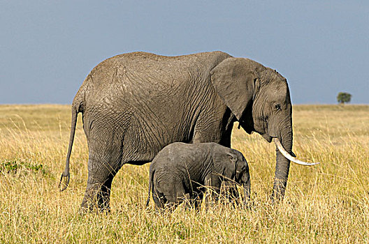 非洲,大象,母牛,幼兽,风景,马赛马拉国家保护区,肯尼亚,东非