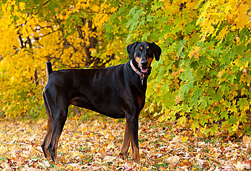 杜宾犬,狗,女性,落叶