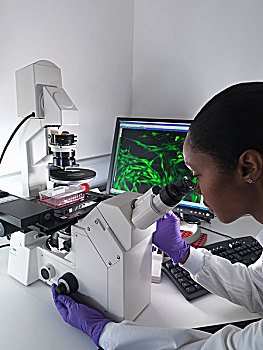 女性,研究人员,颠倒,显微镜,风景,干细胞,展示,荧光,标示,细胞