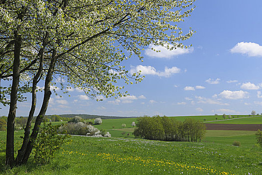 风景,靠近,奥登瓦尔德,黑森州,德国