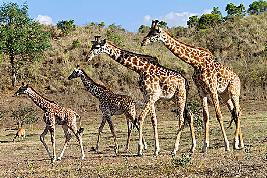 马赛长颈鹿,女性,幼兽,阿鲁沙,国家公园,坦桑尼亚