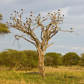 非洲,坦桑尼亚,白鹳,栖息,枯木,塔兰吉雷国家公园
