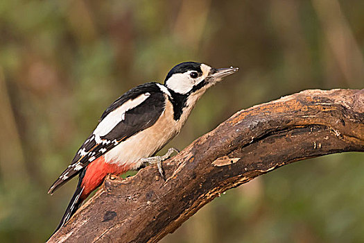 大斑啄木鸟,雌性,死,木头,黑森州,德国,欧洲