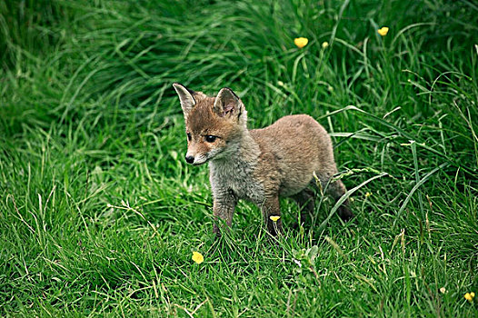 红狐,狐属,幼仔,站立,草,诺曼底