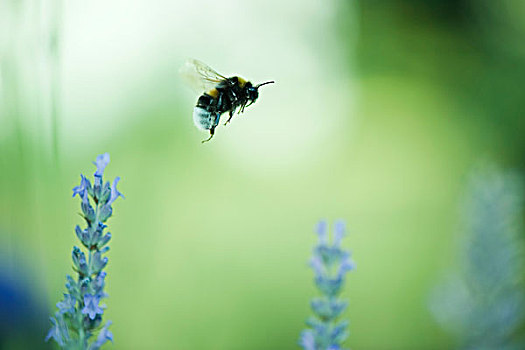 大黄蜂,飞跃,花