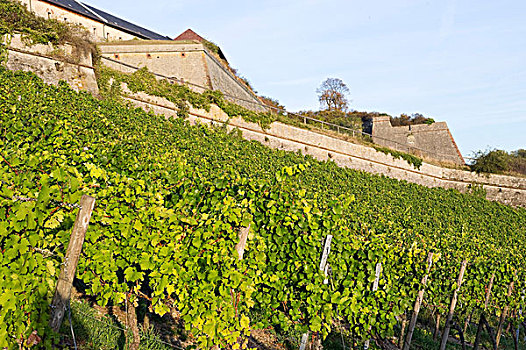 德国维尔茨堡玛丽恩贝格要塞,festung,marienberg