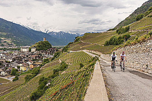 瑞士,瓦莱,罗纳河谷,地区,葡萄园,道路,两个,骑车