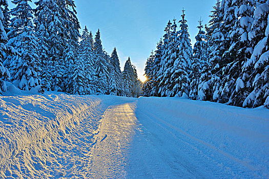 雪路,针叶树,树林,巴伐利亚森林国家公园,巴伐利亚,德国