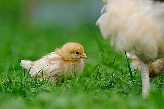 宝贝鸡,在草,巴伐利亚,德国