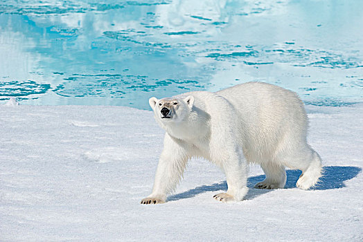 北极熊,东北方,格陵兰,海岸,北极