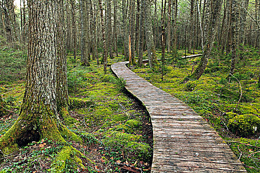 加拿大,铁杉,小树林,木板路,国家公园,新斯科舍省