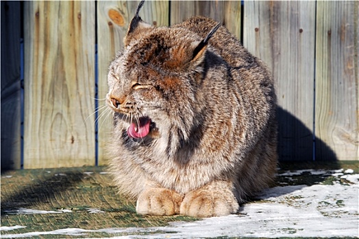 加拿大猞猁