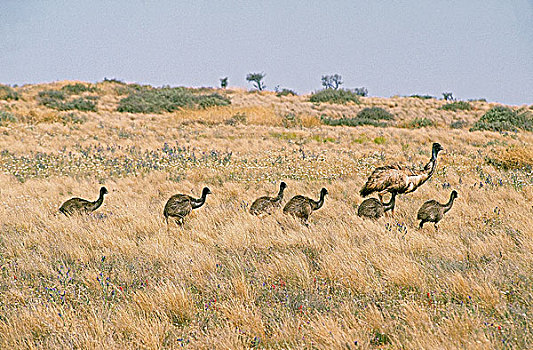 鸸鹋,雌性,幼禽,走,澳大利亚