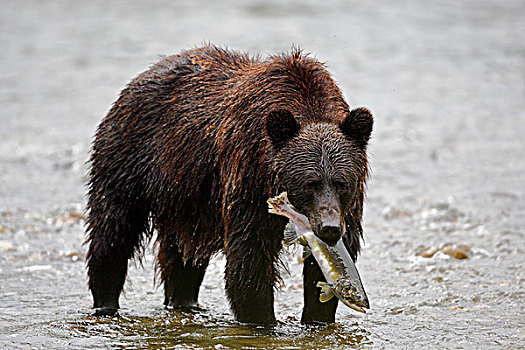 大灰熊,抓住,三文鱼,大熊雨林,不列颠哥伦比亚省,加拿大