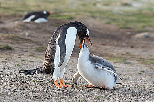 巴布亚企鹅,福克兰群岛,一半,幼禽,父母