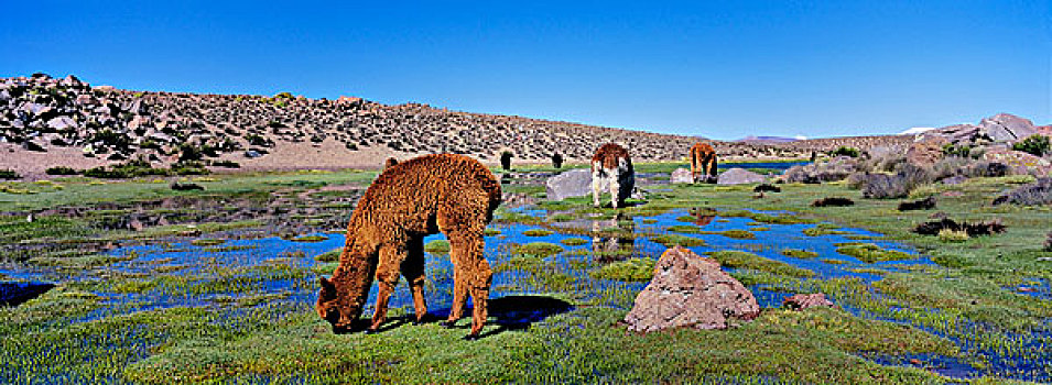 羊驼,放牧,高原,草场,湿地,拉乌卡国家公园,智利,南美,大幅,尺寸