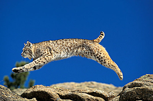 美国山猫,短尾猫,成年,跳跃,岩石上,加拿大