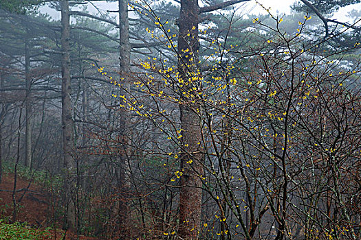 黄山雾中的野腊梅花和松树