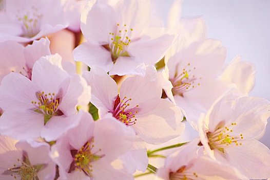 朝日,发光,樱花