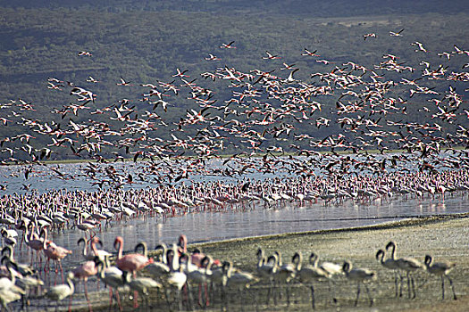 小红鹳,生物群,纳库鲁湖,肯尼亚