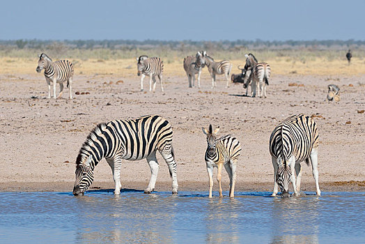 斑马,马,小马,喝,水坑,埃托沙国家公园,纳米比亚,非洲