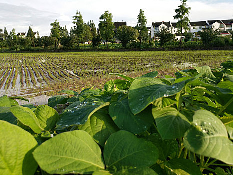 水乡稻田,田园风光,夏日乡村