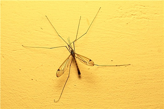 蚊子,坐,墙壁,室内