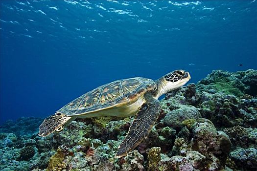 密克罗尼西亚,绿海龟,龟类,上方,珊瑚礁
