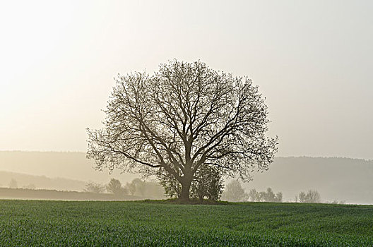 树,早晨,靠近,五兹堡,巴伐利亚,德国