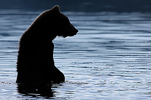 棕熊,剪影,堪察加半岛,俄罗斯,欧洲