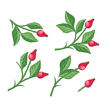 野玫瑰,浆果,隔绝,细枝,白色背景,背景,犬蔷薇,枝条,红色浆果,罐,贺卡,设计,冬天,休假,矢量