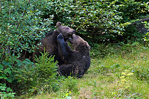 欧洲,棕熊,两个,幼兽,玩,巴伐利亚,德国